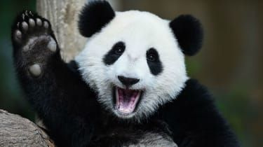 Pourquoi l'inconfort pourrait sauver les pandas de l'extinction
