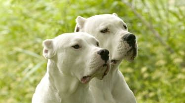 Argentyński Dogo