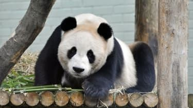 Edinburgo panda: naujausias bandymas pastoti Tian Tian