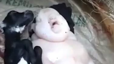 VIDEO: Gedens bizarre 'svin-menneske'-baby mystificerer Filippinerne