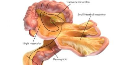Möt ditt 'nyaste' organ – mesenteriet