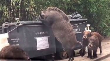 'Pigzilla' veic reidus publiskajā atkritumu tvertnē tikai dažu metru attālumā no Honkongas skolas