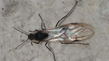Flygmyror: Varför finns det bevingade insekter överallt?