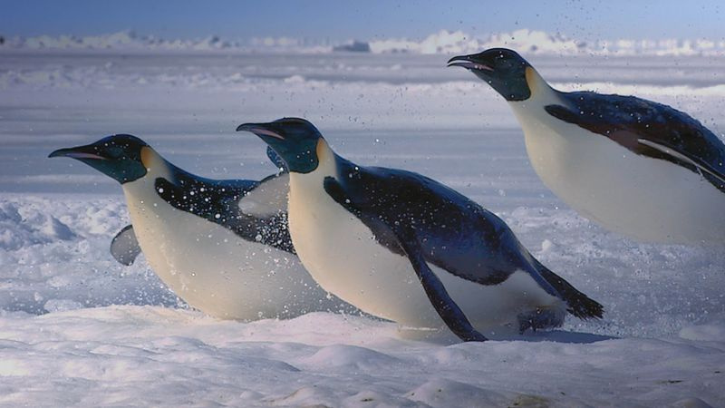 TV ce soir : pingouins en Antarctique.
