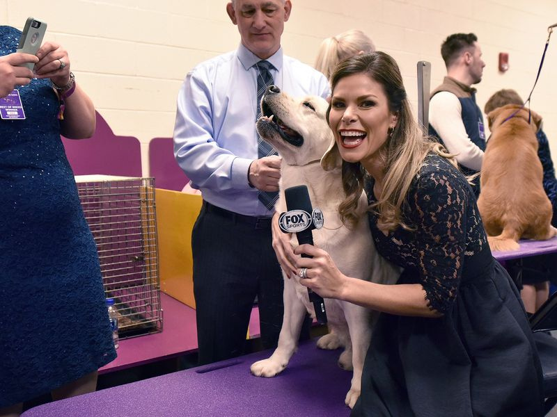 Oglejte si razstavo psov Westminster Kennel Cluba v živo: na spletu in v 4K