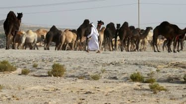 Katar in kamele