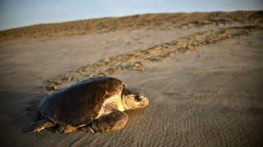 Blue Planet: cele mai șocante momente
