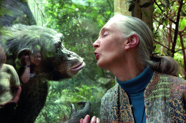 Jane Goodall y chimpancé