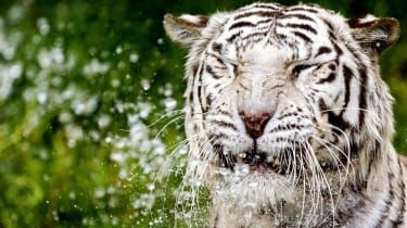 Biały tygrys zabija japońskiego opiekuna zoo