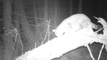 Clashindarroch Beast: enorm vildkatt filmad i Skottland
