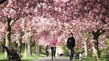 Čo je to #BlossomWatch?