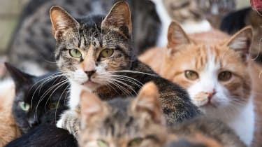 Waarom introduceren zoveel Australische steden een avondklok voor katten?