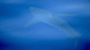 Mare rechin alb reperat lângă insula spaniolă Mallorca