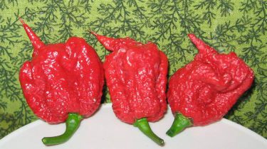 Carolina Reaper: Hvor varm er den siste chilien som kommer i salg?