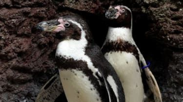 Un zoo britannique contraint d'utiliser des pingouins modèles après une pénurie nationale