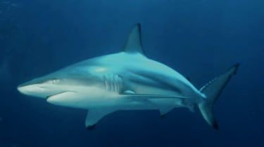 carcharhinus_limbatus_2.jpg