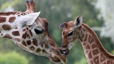 Dve žirafy v zoologickej záhrade v Berlíne