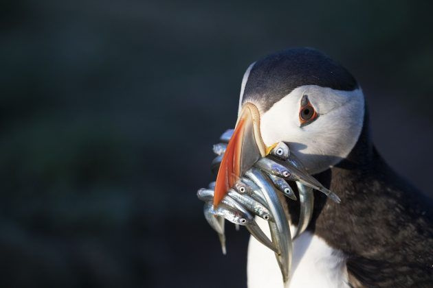 TV în seara asta, Coasta Pembrokeshire