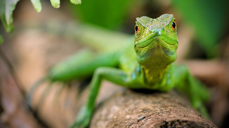 TV esta noche Patrick Ayree celebra a los animales que viven en la selva tropical.