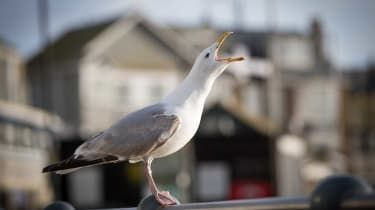 Seagull predice que Inglaterra vencerá a Escocia