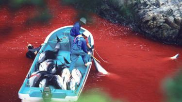 La matanza de delfines en Japón comienza a pesar de las protestas