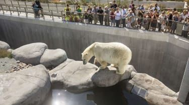 Zoo skjuter på isbjörn för att rädda en man som klättrade in i hägnet