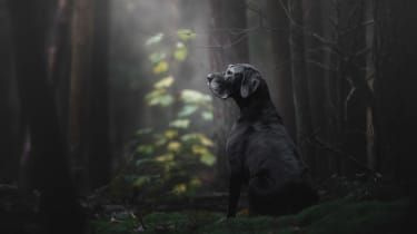 Кучешки фотограф на годината на Kennel Club: печелившите снимки