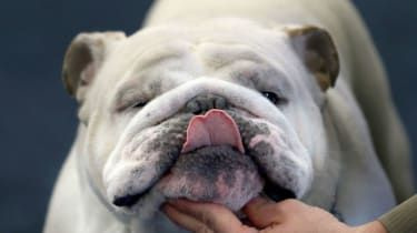 Züchter von englischen Bulldoggen aufgefordert, Hunde durch Kreuzung zu retten
