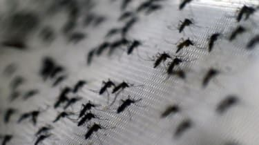 Kan skydd av myggor från malaria besegra sjukdomen?