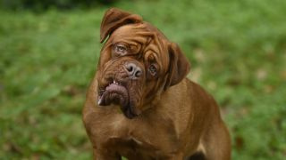 La serie de reinicio de 'Turner & Hooch' obtiene su primer tráiler