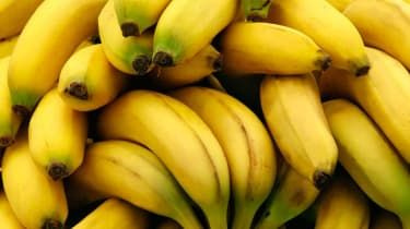 Panama sygdom: hvorfor bananer er i risiko for at uddø