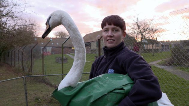 RSPCA