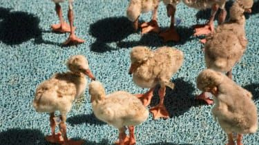 Naturvårdare kämpar för att rädda 2 000 babyflamingos evakuerade från uttorkad dammen