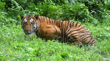 Bangladesh: șase braconieri de tigri bengalezi uciși împușcați de poliție