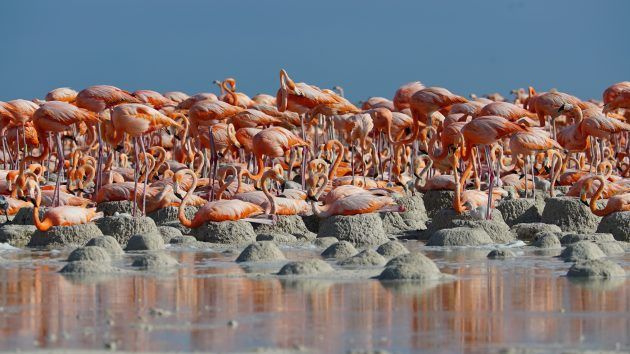 Migrazioni epiche di animali