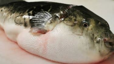 Japansk jagt på dødbringende blowfish solgt i supermarked fejl