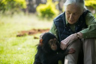 National Geographic kondigt Jane Goodall-documentaire The Hope aan