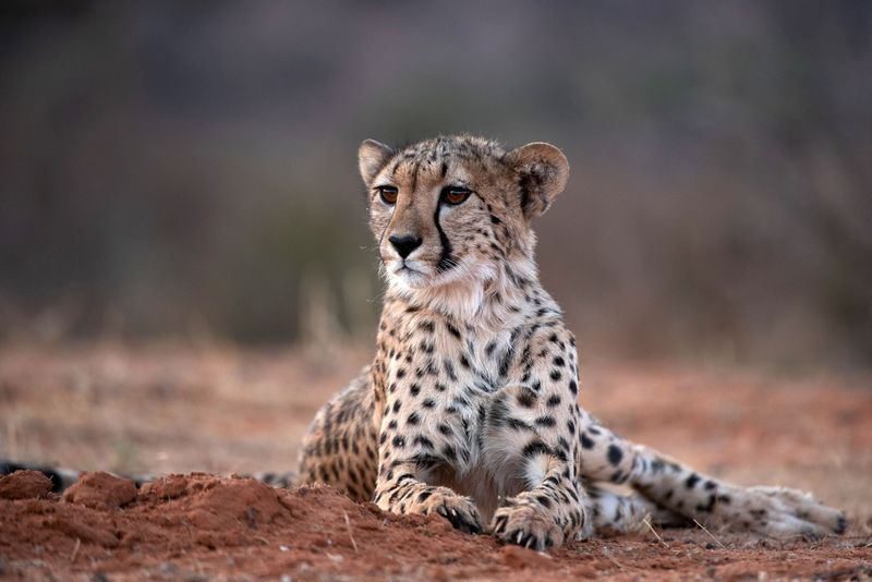 The Cheetah Family and Me TV Απόψε