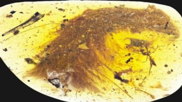 Fjærkledd dinosaurhale funnet bevart i rav