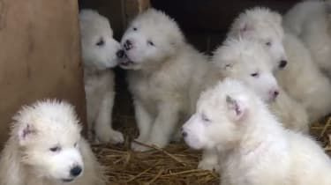 Russische strijdkrachten geven video vrij van dartelende puppy's