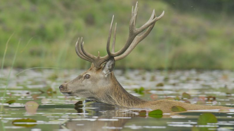 TV în seara asta: un cerb roșu înoată peste un lac.