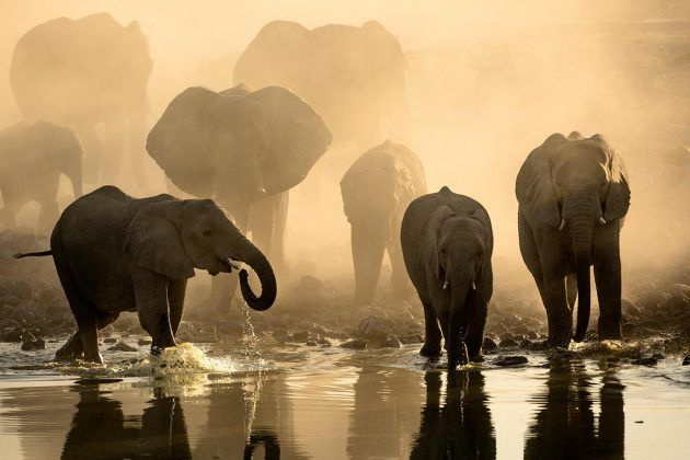Stasera TV Waterhole: Africa