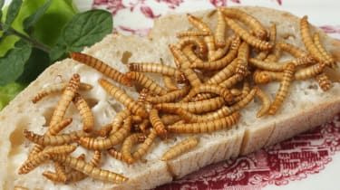 L'UE dit qu'il est sûr de manger des vers