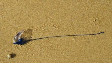Tausende wurden gestochen, als Quallen australische Strände überfallen