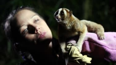BBCの野生生物のドキュメントはYouTubeのスローロリスクリップを禁止するための呼び出しをもたらします