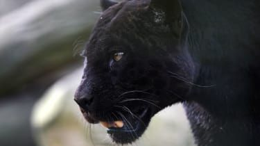 Jaguar atacă o femeie care a escaladat bariera grădinii zoologice pentru un selfie