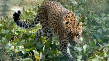 Abuela sobrevive a 'lucha a muerte' con leopardo