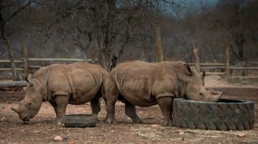 Rhino på Kahya Ndlovu Lodge