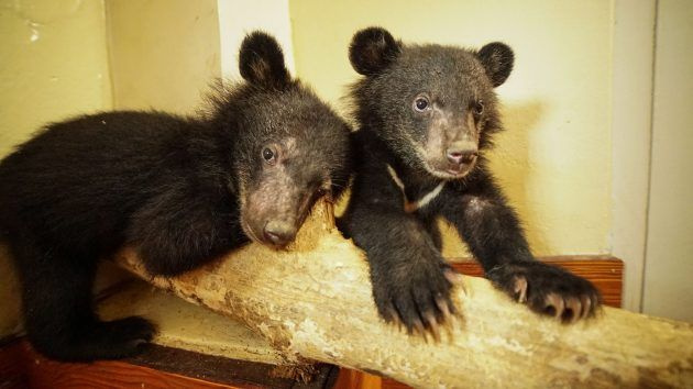 TV tänä iltana Bears About the House