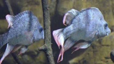 Udenlandske bistandspenge brugt på at finde en mage til truede fisk
